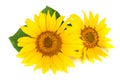 Two sunflowers with leaves isolated on white background Royalty Free Stock Photo