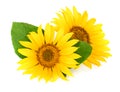 Two sunflowers with leaves isolated on white background Royalty Free Stock Photo