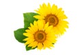 Two sunflowers with leaves isolated on white background Royalty Free Stock Photo