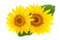 Two sunflowers with leaves isolated on white background Royalty Free Stock Photo