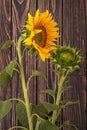 Two sunflowers - one yellow young and one green bud against a b Royalty Free Stock Photo