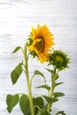 Two sunflowers - one yellow young and one green bud against a white wooden wall Royalty Free Stock Photo