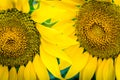 Two sunflowers with pollen and bright yellow leaves. Royalty Free Stock Photo