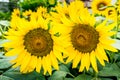 Two sunflowers with pollen and bright yellow leaves. Royalty Free Stock Photo