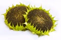 Two Sunflowers With Ripe Seeds Isolated On White Background.