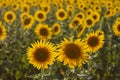 Two sunflowers Royalty Free Stock Photo