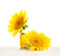 Two sunflowers. Royalty Free Stock Photo