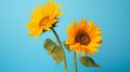 Two Sunflowers In Sunny Ambience On Light Blue Background AI Generated