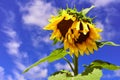 Two sunflowers Royalty Free Stock Photo