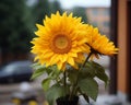 Two Sunflowers In A Vase