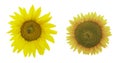 Two sunflowers on a white background, isolated heads of sunflowers Royalty Free Stock Photo