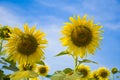 Sunflower field