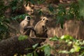 Two sunlit langurs sit by tree-lined river Royalty Free Stock Photo