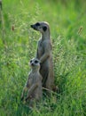 Suricates frolicking in the green grass of Africa. Royalty Free Stock Photo