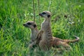 Suricates frolicking in the green grass of Africa. Royalty Free Stock Photo