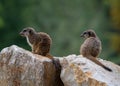 Two meerkats sitting on a stone, lateral view Royalty Free Stock Photo