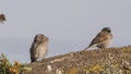 Swainson`s Sparrows on Wooden Log