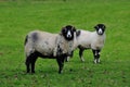 Two Swaledale sheep.