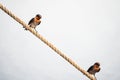 Two swallow bird couple on rope