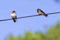 Two swallow birds on wire