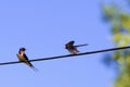 Two swallow birds