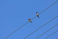 Two swallows perched on an electricity cable with the blue sky at the background