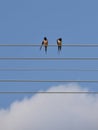 Two swallows on the wire like notes on the sheet music
