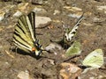 Two sail swallowtail butterflies searching for water on the ground on a hot summer day