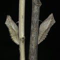 Two Swallowtail Butterfly Pupae on Dry Sticks Royalty Free Stock Photo