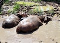 The two swamp buffalo are hanging out in the water