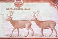 Two Swamp deers from Nepalese rupee