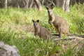 Swamp Wallaby Kangaroos Australia