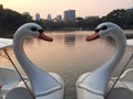 Two Swan Boats Style Floating Together like Heart Shape