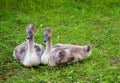 Two swan chicks sitting on the grass