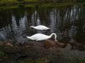 Two swan Royalty Free Stock Photo
