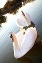 Two Swans Royalty Free Stock Photo