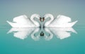 Two swans Royalty Free Stock Photo