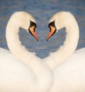 Two swans