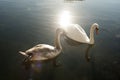 Two swans Royalty Free Stock Photo