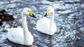 Two Swans in Cold Winter Stream
