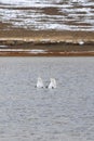 Two swans diving for feed. Hide your head, symbolic photo. Swan with his butt facing the camera, vertical view Royalty Free Stock Photo