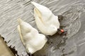 Two diving swans doing synchronise swimming Royalty Free Stock Photo