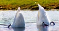 Two swans diving in the lake Royalty Free Stock Photo