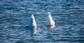 Two swans diving. Royalty Free Stock Photo