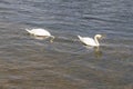 Two Swans diving to eat and swimming Royalty Free Stock Photo