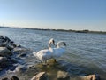 Two swans on the Dunav Royalty Free Stock Photo