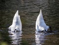 Two Swans Eating from the Bottom of the Pond with their Butts in the Air Royalty Free Stock Photo