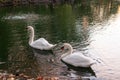 Two Swans Feeding at Sunset Royalty Free Stock Photo