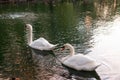 Two Swans Feeding at Sunset Royalty Free Stock Photo