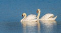 two swans floating on the lake, couple Royalty Free Stock Photo